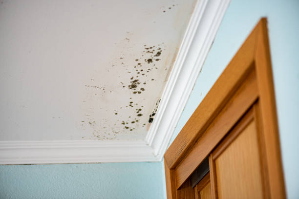 Best Crawl Space Mold Removal  in Minnetrista, MN