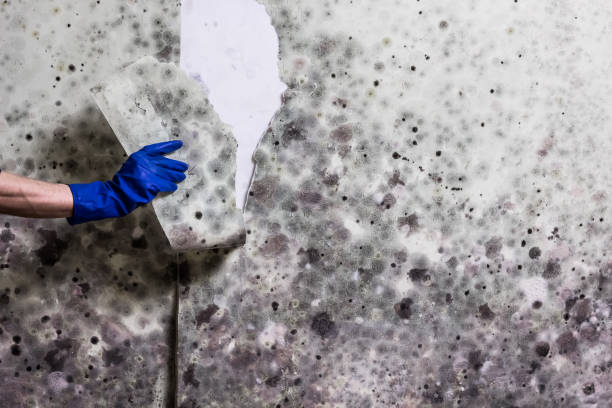 Best Black Mold Removal  in Minnetrista, MN