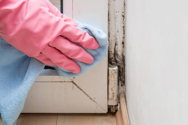 Best Mold Removal and Inspection  in Minnetrista, MN