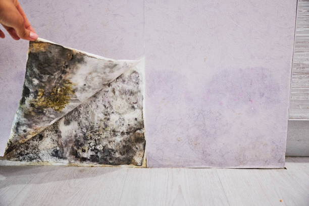 Best Certified Mold Removal  in Minnetrista, MN